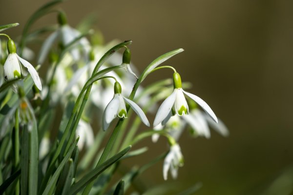 подснежники открытка