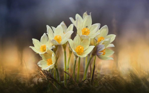 сон трава прострел