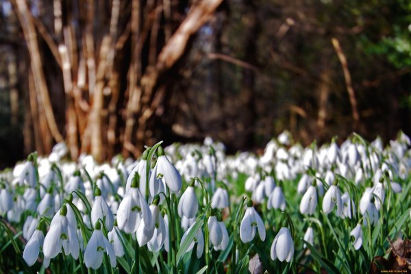 пролеска крокус галантус