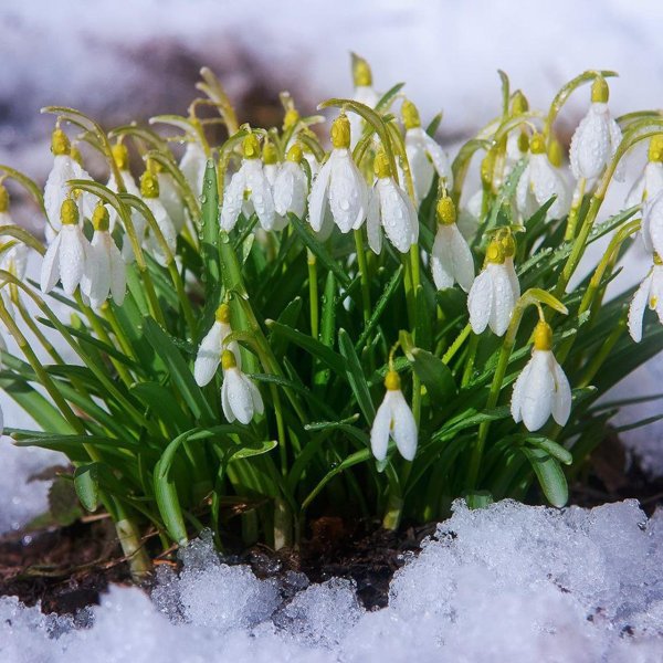 первоцветы подснежники