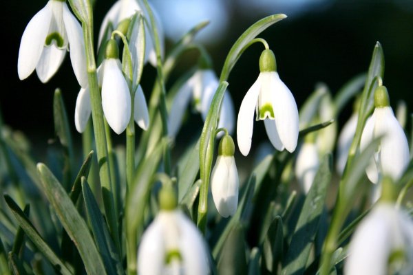 весна цветы подснежники