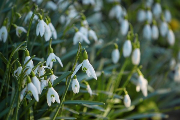 красивые подснежники