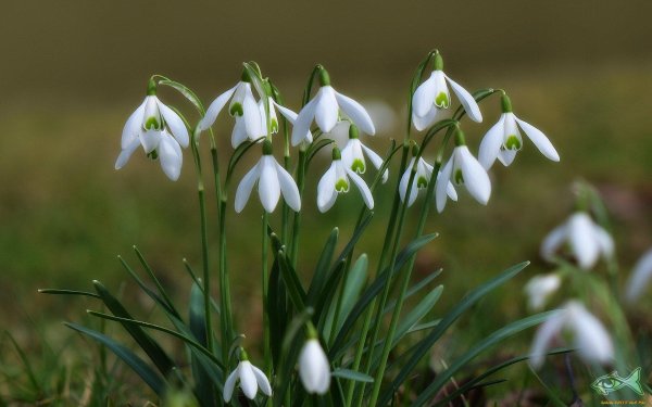 пролеска крокус галантус
