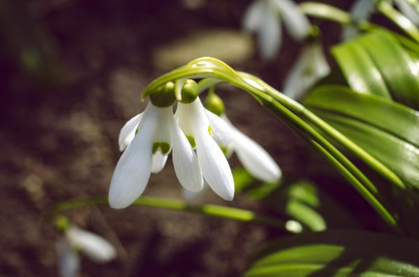 подснежник широколистный