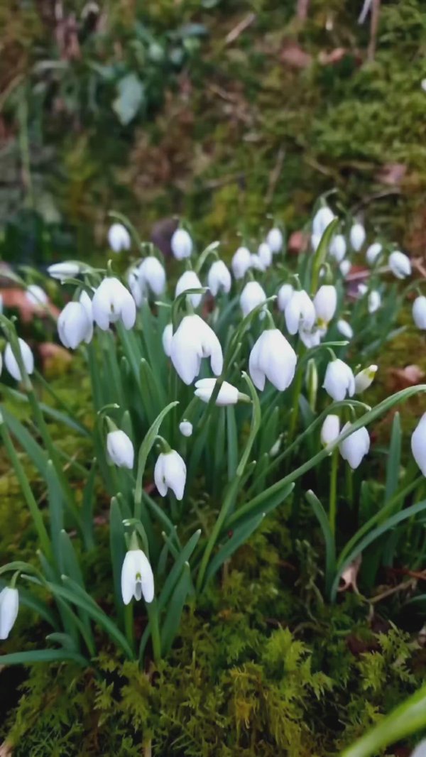 первоцветы подснежники