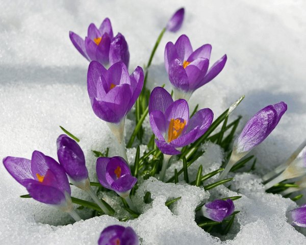 крокус весенний