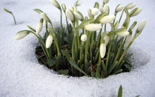 весенние подснежники