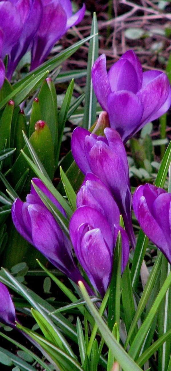 крокусы пушкиния сцилла
