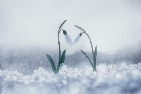 подснежники эстетика