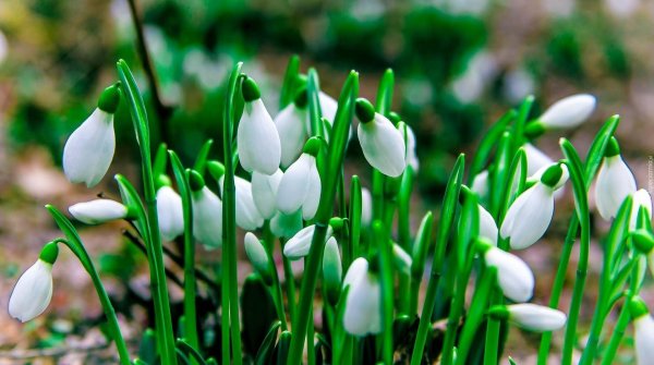 весенние подснежники