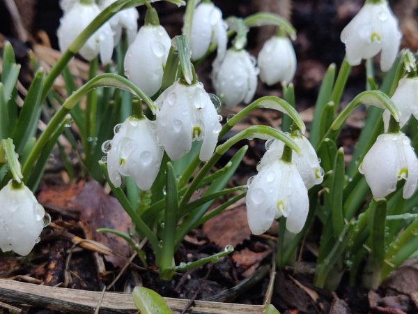 королевские подснежники