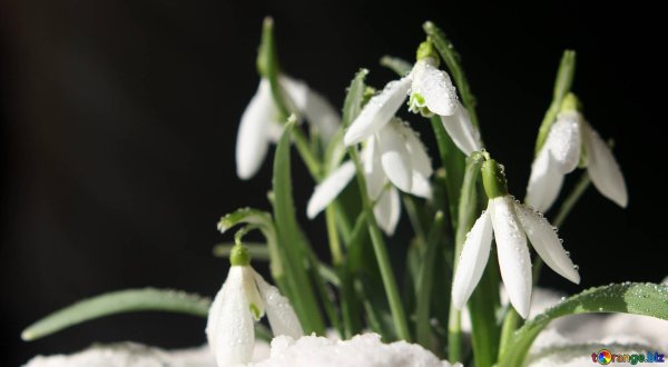 подснежник широколистный