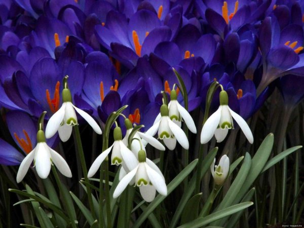 пролеска сибирская крокус