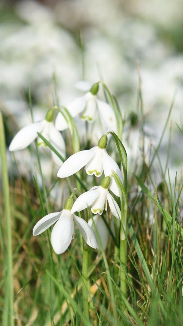 galanthus nivalis