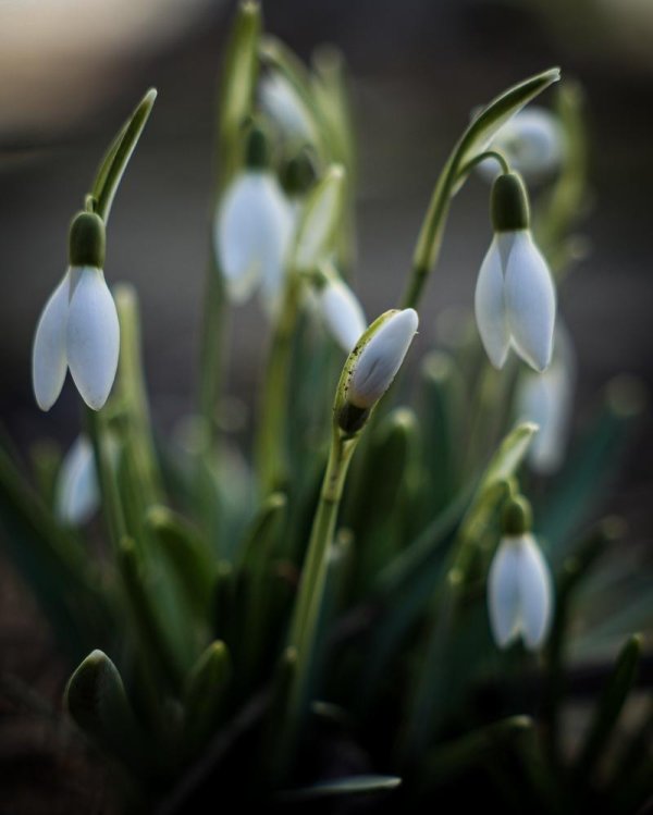 подснежники фотографии