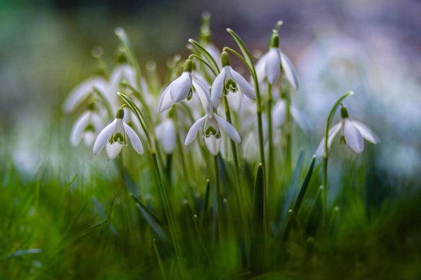 первоцветы подснежники крокусы гиацинты