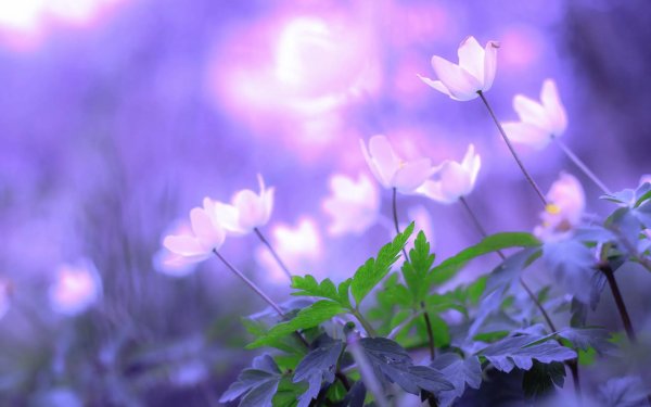 цветок весна