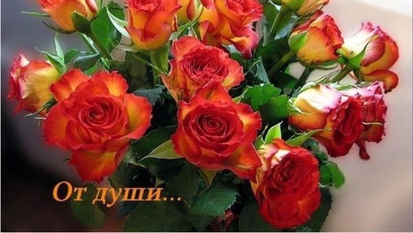 роза бломстер