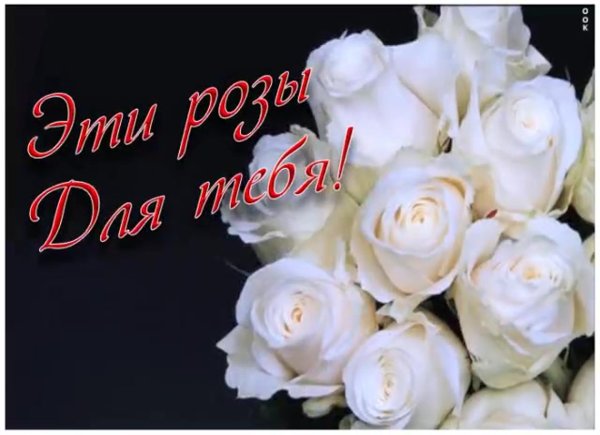 шикарные белые розы