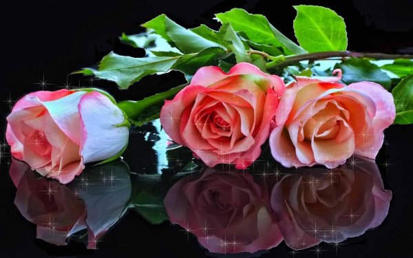 добрый вечер с розами