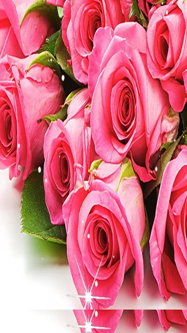 розовая роза