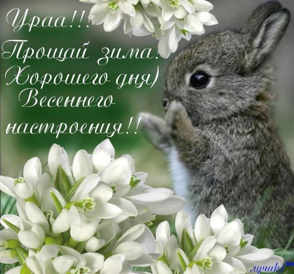 зайчики милые