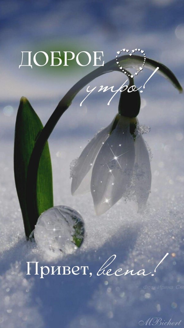 красивые подснежники