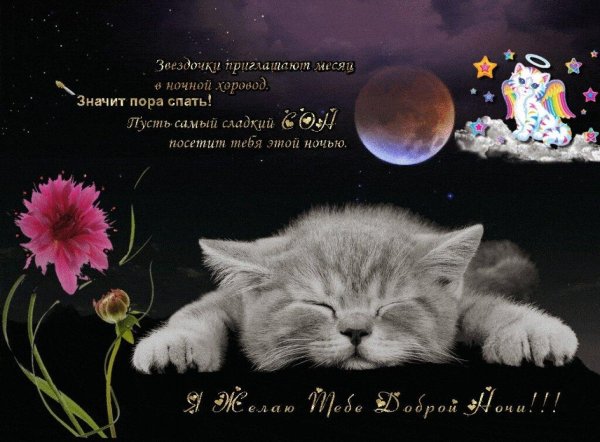 спокойной ночи кот