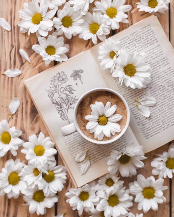 ромашка эстетика