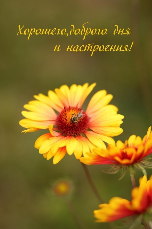 гайлардия лоллипоп