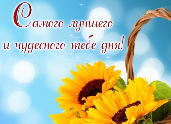 красивые подсолнухи