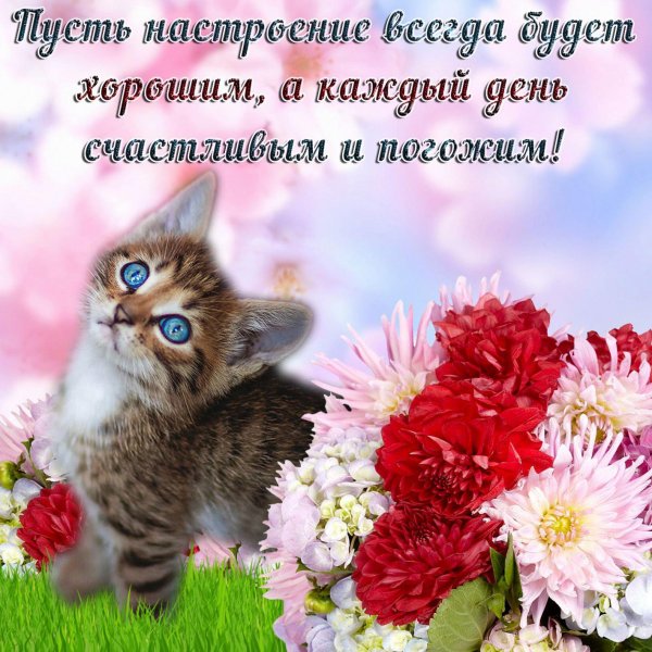 открытки и поздравления