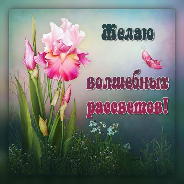 цветок ирис