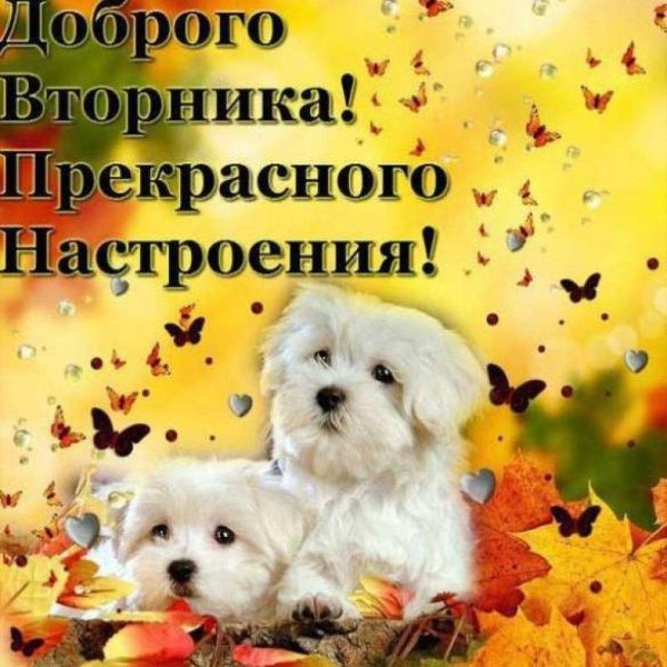 открытка с добрым вторником