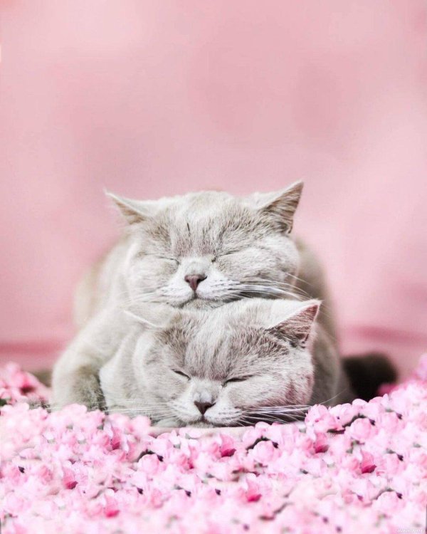 котики любовь