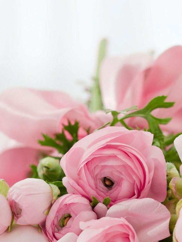 ранункулюс розовый