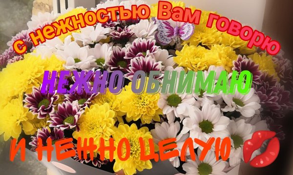 хризантемы кустовая