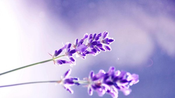 лавандовые цвета