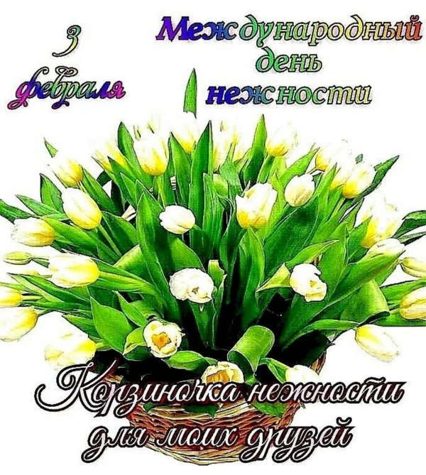 белые тюльпаны