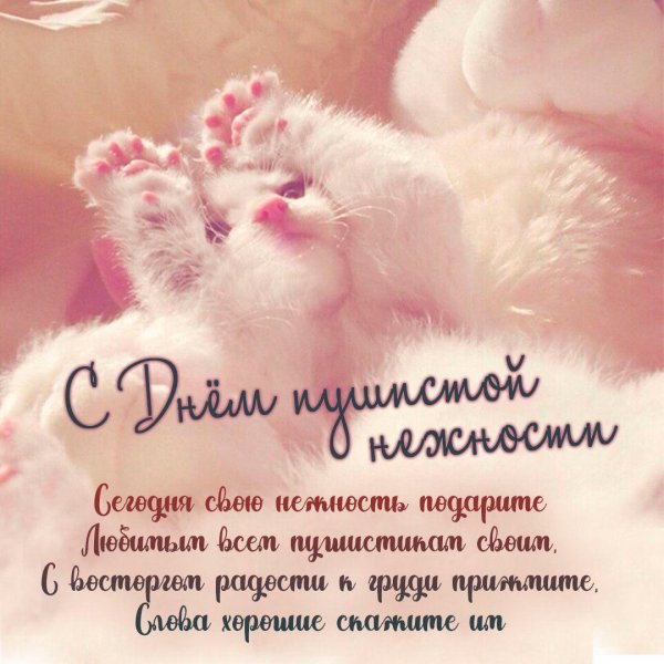 день пушистой нежности