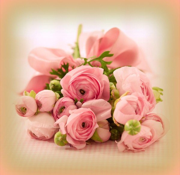 ранункулюс венера