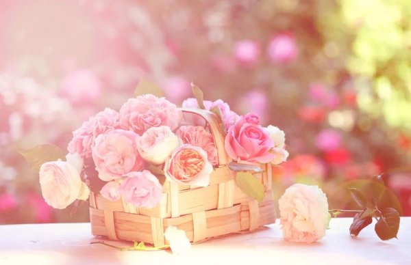 корзина роз