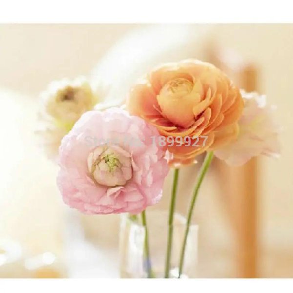 лютик ранункулюс цветущая долина розовая