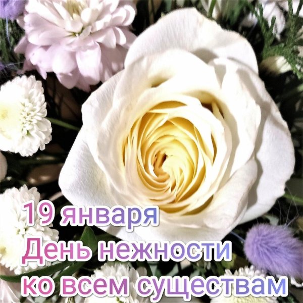 день нежности