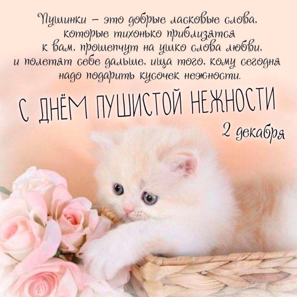 милые котенок