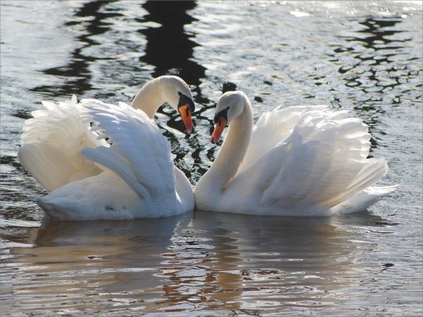 птица лебедь