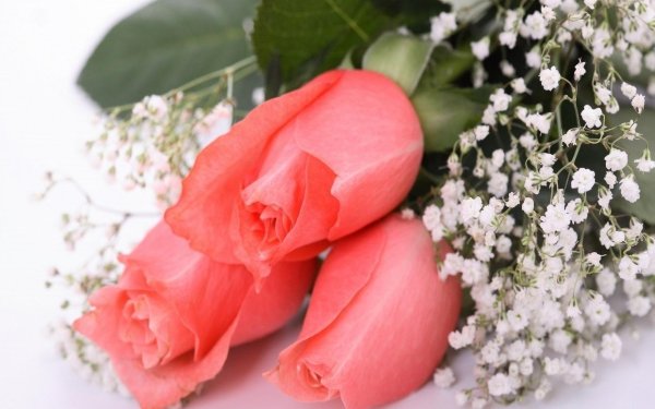 цветок красивый