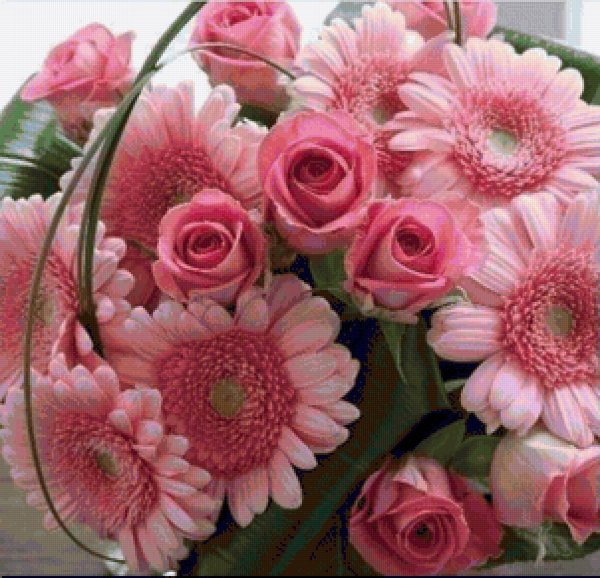 гербера розовая