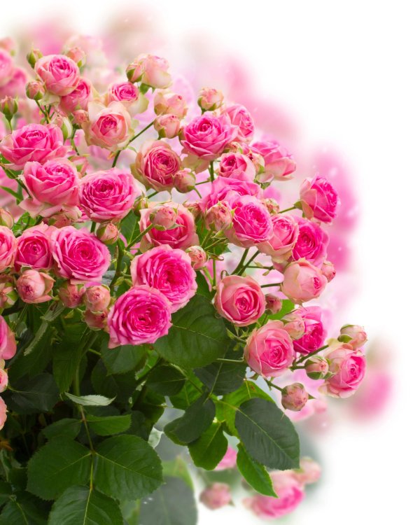 кустовая роза