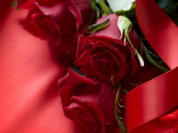 роза красная